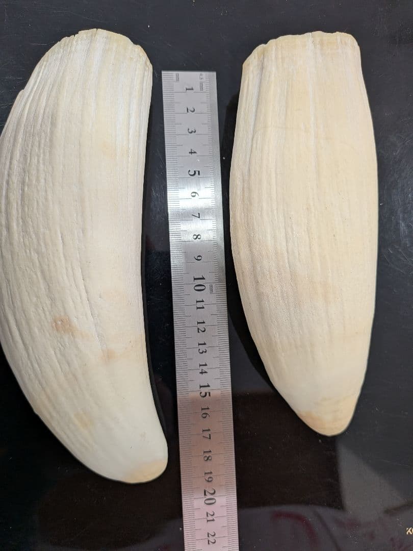 マッコウ鯨歯　本物2本セット 約20cm 1023g 再出品です。