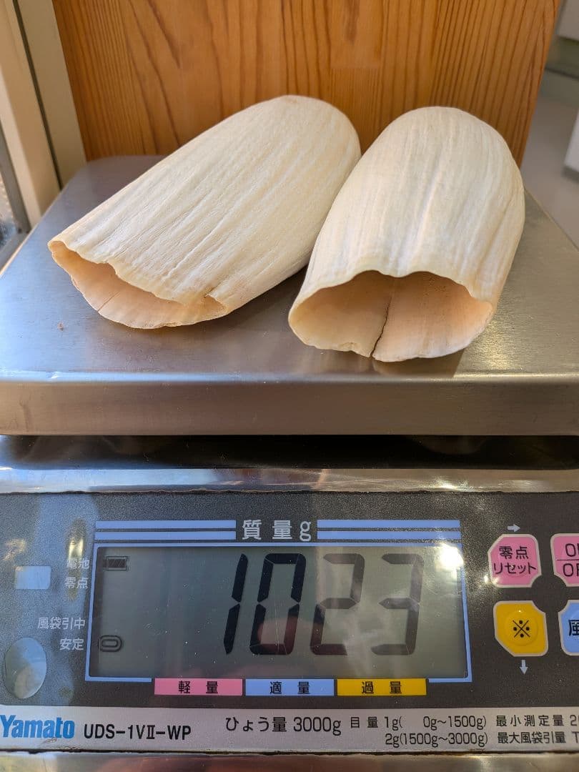 マッコウ鯨歯　本物2本セット 約20cm 1023g 再出品です。