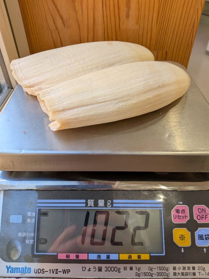 マッコウ鯨歯　本物2本セット 約20cm 1023g 再出品です。