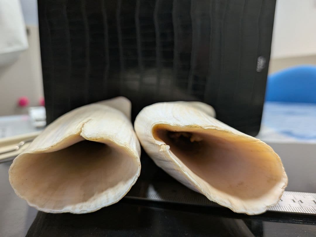 マッコウ鯨歯　本物2本セット 約20cm 1023g 再出品です。