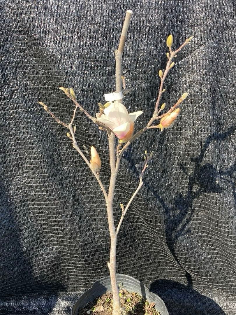 ①*:ஐ優雅な芳香と透明感のある白花*:ஐ接木・モクレン・苗木【スノーホワイト】