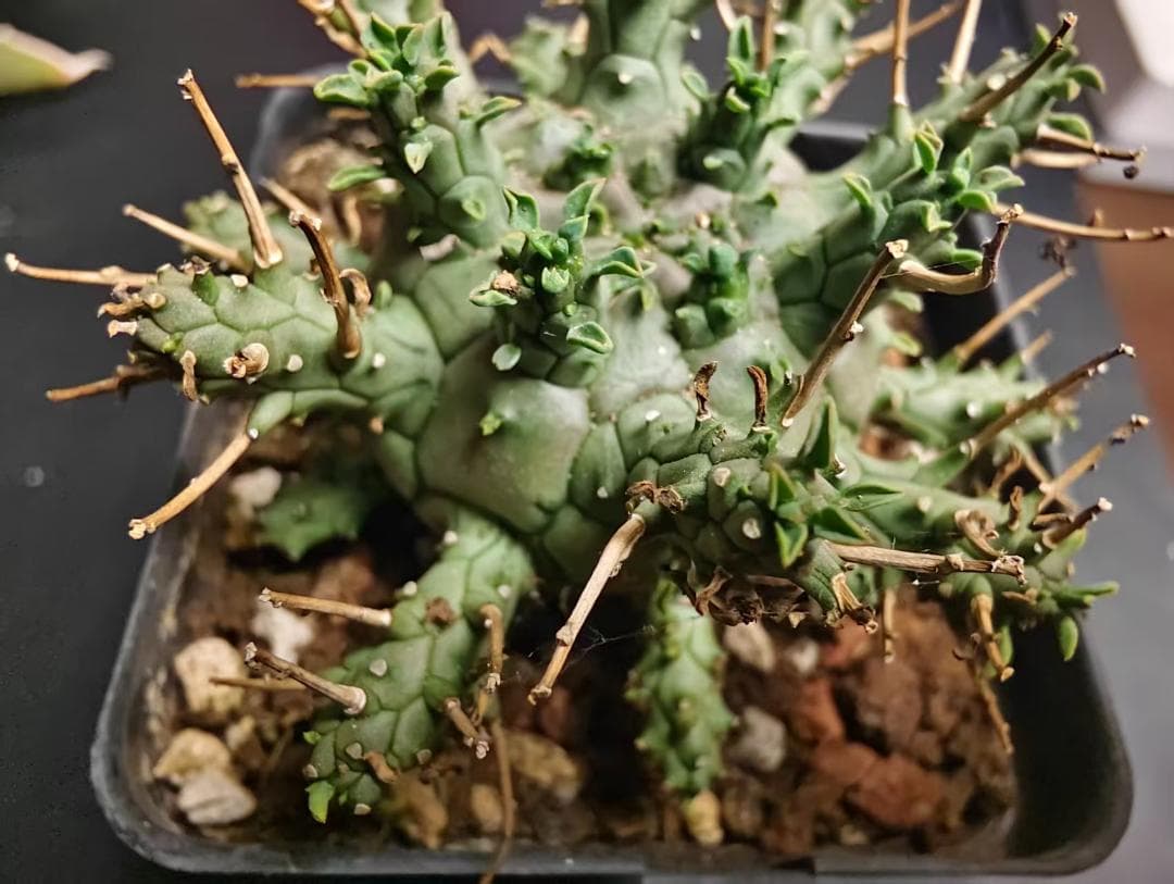 キ*カ様 Euphorbia gamkaensis/ユーフォルビアガ ②